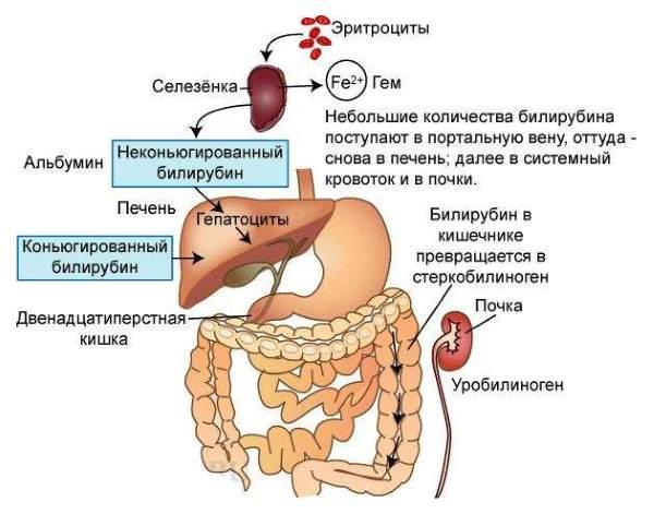 билирубин в организме