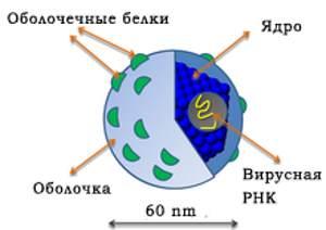 вирус гепатита С