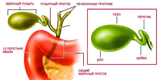вариант перегиба желчного пузыря