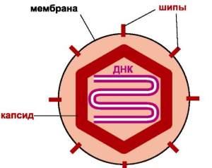 вирионы