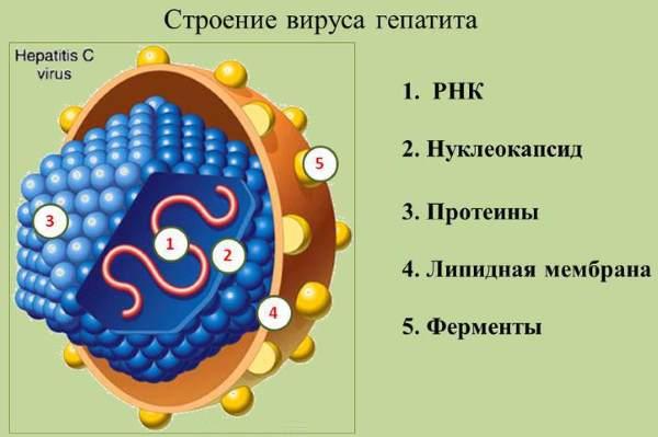 строение вируса