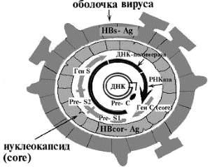 строение вируса