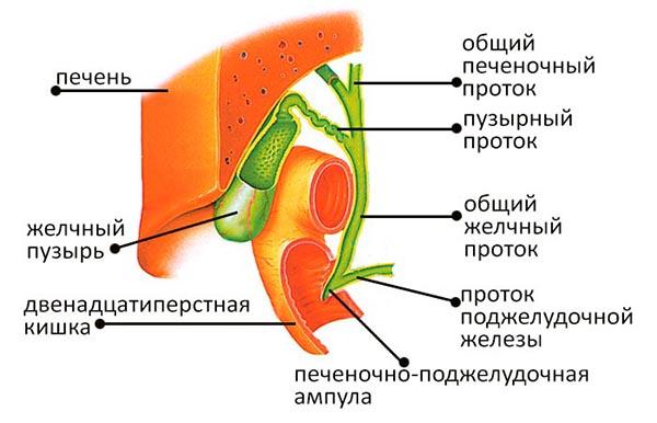 анатомия желчного пузыря