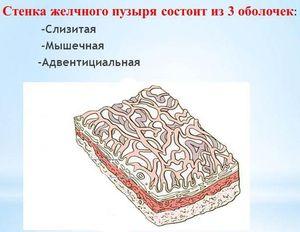 стенка желчного пузыря