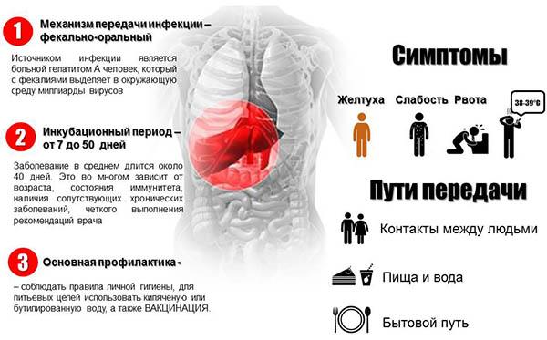 факты о гепатите а
