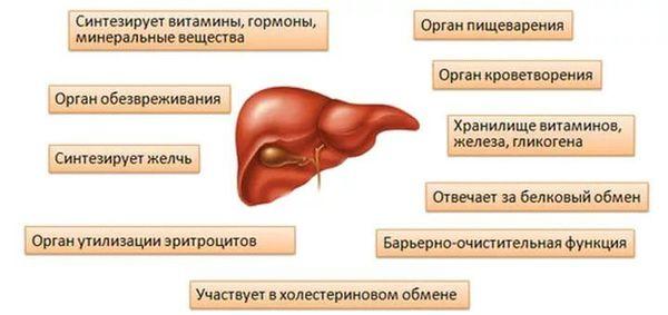 функции печени