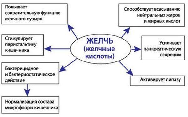 функции желчи