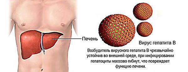 действие вируса гепатита в