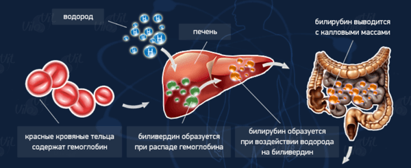 обмен билирубина