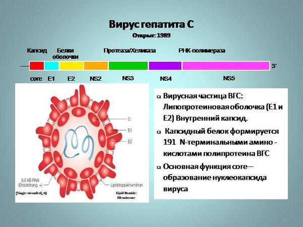 строение вируса гепатита