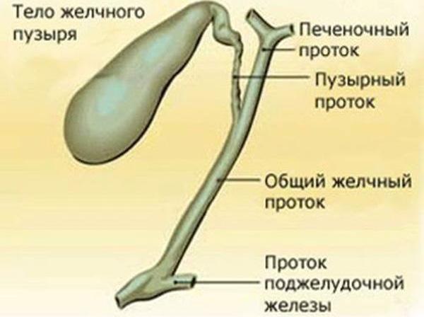 строение желчного пузыря