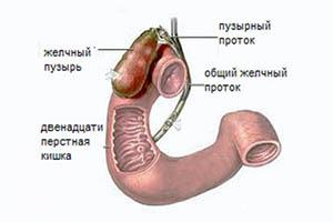 желчный пузырь