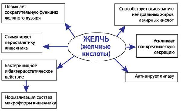 функции желчи