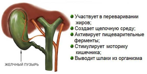 функции желчного пузыря
