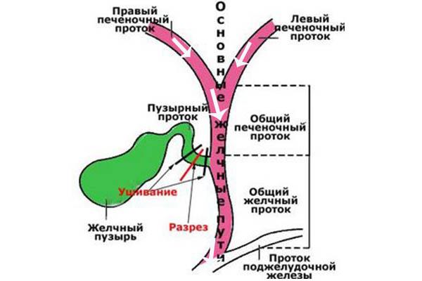 движение желчи