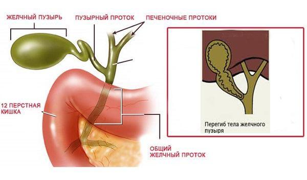 анатомия желчного пузыря