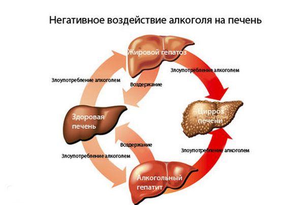 влияние алкоголя на печень