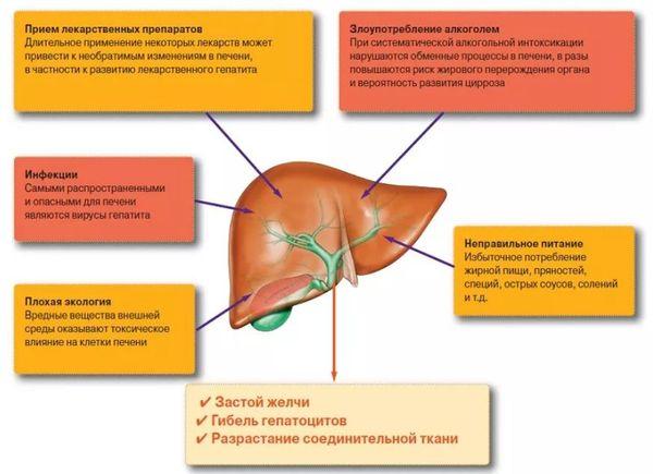 вред печени