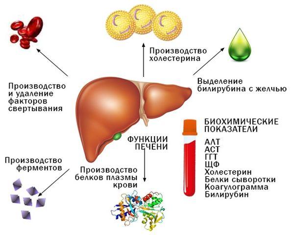 функции печени