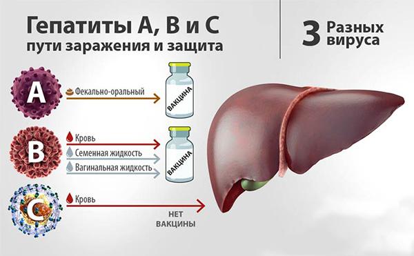 гепатиты