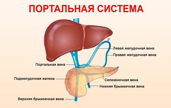 схема портальной системы