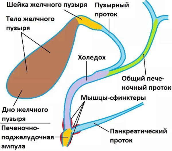 анатомия желчного пузыря