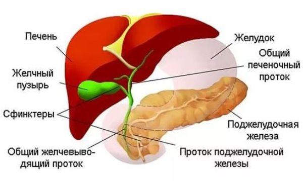 анатомия желчевыводящих путей