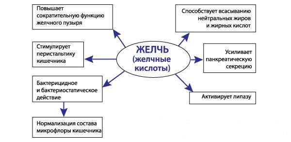 функции желчи