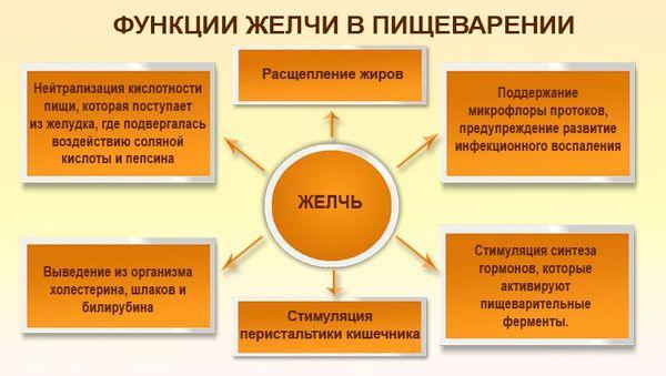 функции желчи