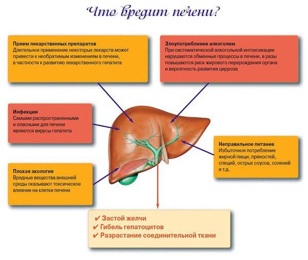 что вредит печени