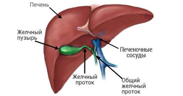 печень и желчный пузырь