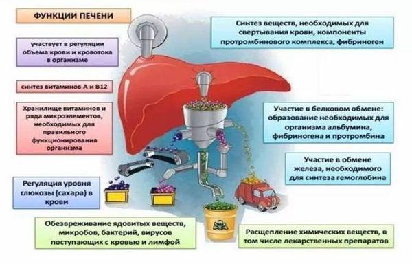 функции печени