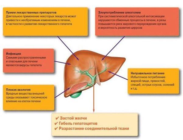 что вредит печени