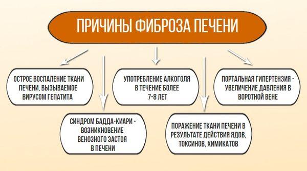 фиброз печени