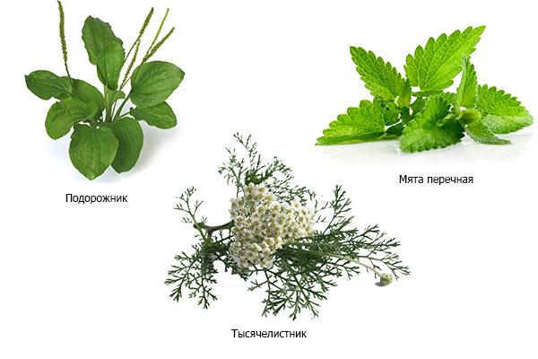 желчегонные травы