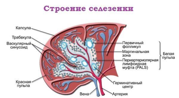 строение селезенки