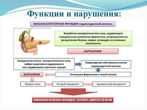 функции поджелудочной железы