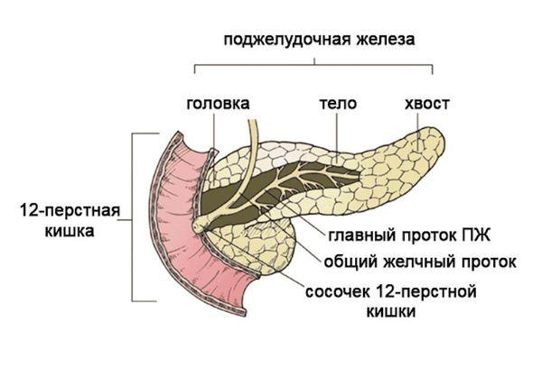 строение поджелудочной железы