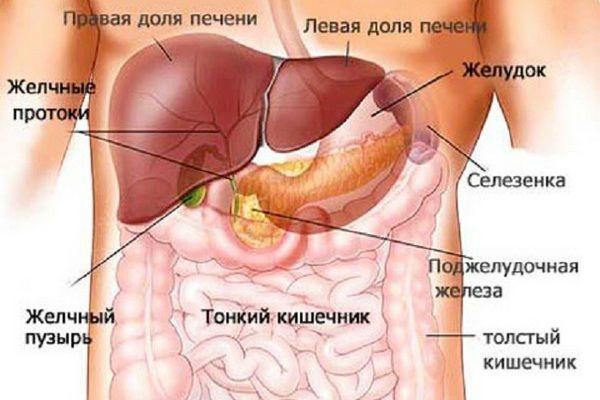 органы