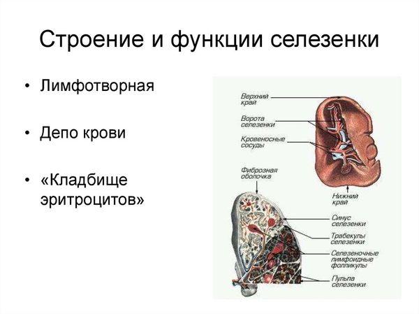 строение и функции селезенки