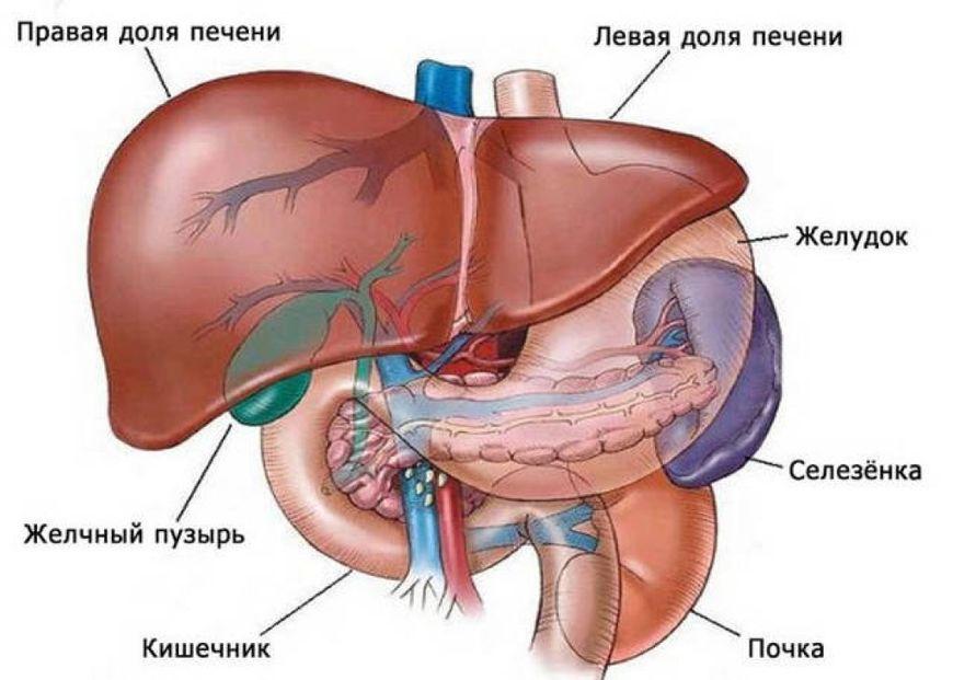 органы 
