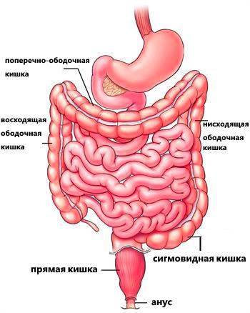 путь кала через толстую кишку