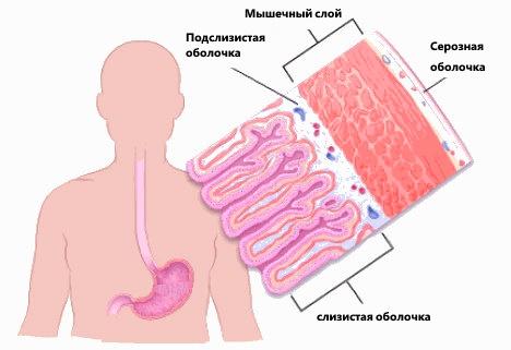 слои стенки желудка