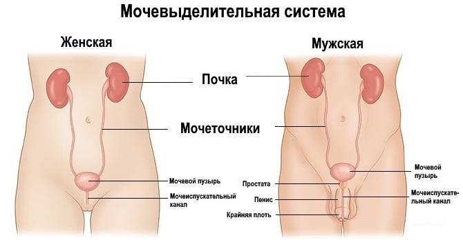 мочевыделительная система женская и мужская