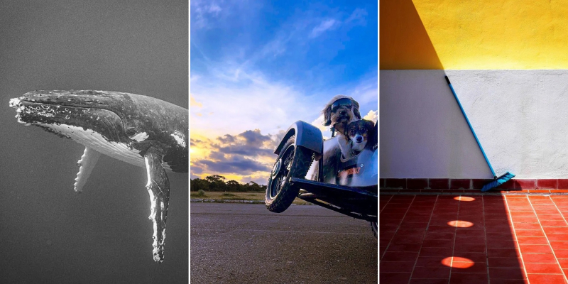 15 крутых снимков с премии iPhone Photography Awards 2025 &mdash; эстетика в объективе смартфонов