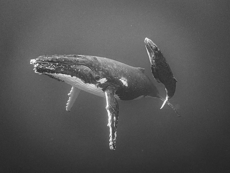 15 крутых снимков с премии iPhone Photography Awards 2025 &mdash; эстетика в объективе смартфонов
