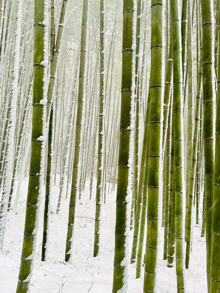 15 крутых снимков с премии iPhone Photography Awards 2025 &mdash; эстетика в объективе смартфонов