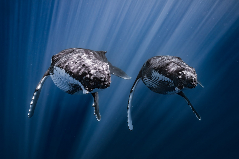 18 красивых фото морских существ с конкурса Ocean Photographer of the Year&nbsp;2025