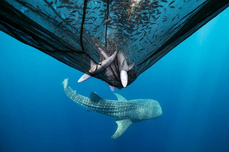 18 красивых фото морских существ с конкурса Ocean Photographer of the Year&nbsp;2025