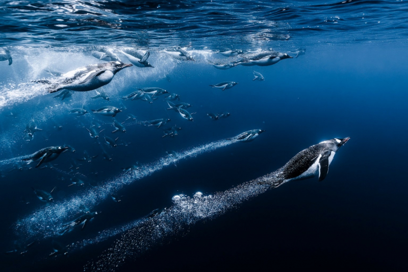18 красивых фото морских существ с конкурса Ocean Photographer of the Year&nbsp;2025